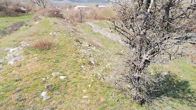 № 201 Дива круша, на дигата до реката, ашладисана с нови калеми - 29.03.2020 г. смотреть онлайн