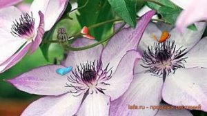 Клематис крупноцветковый Утопия (clematis) ? Утопия обзор: как сажать, саженцы клематиса Утопия