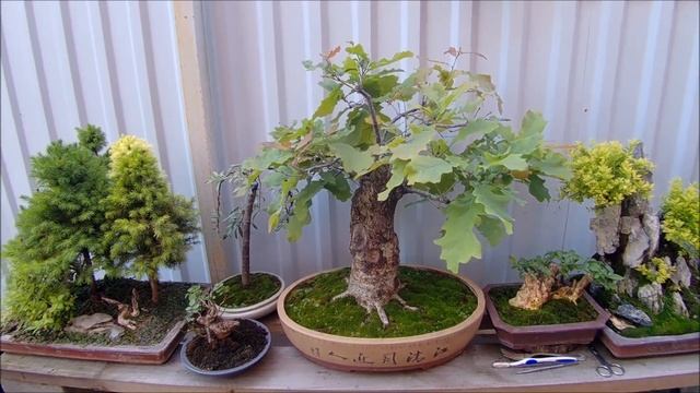 Бонсай и заготовки на улице лето 2022 год часть1 Bonsai and blanks on the street summer 2022 part1 смотреть онлайн