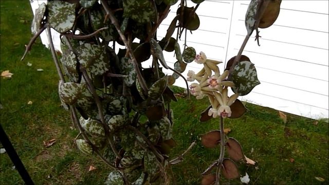 A Visit With Hoya Curtisii
