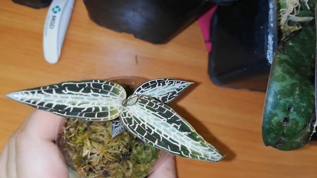 Приходите к нам на выставку Орхидей, у нас весело. Владимир Маркин и Галина Грузинова. Драгоценки смотреть онлайн