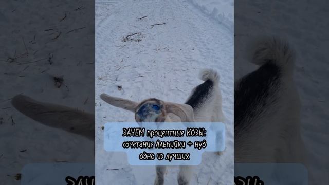 Тройня на прогулке. Процентные Альпийские козлики. Продажа. смотреть онлайн