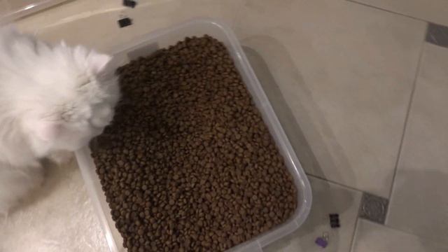Самый голодный кот! смотреть онлайн