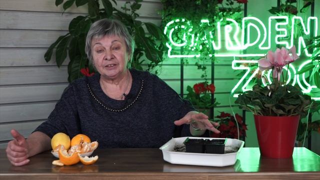 Как вырастить Мандарин дома ✔️ Цитрусы из семян смотреть онлайн