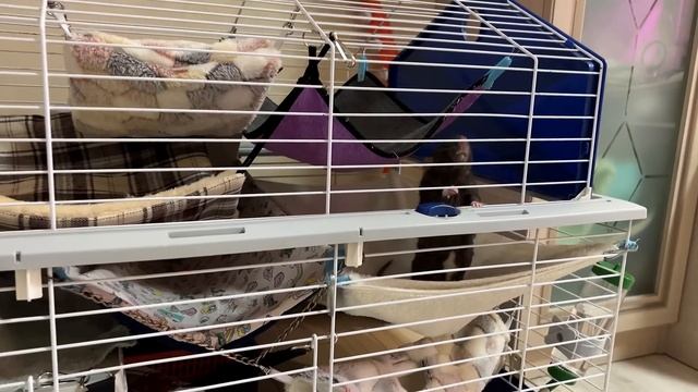 ОБУСТРАИВАЮ КЛЕТКУ НОВЫМИ ВЕЩАМИ ДЛЯ КРЫС☺️ *реакция крыс* смотреть онлайн