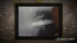 Строение пера птицы