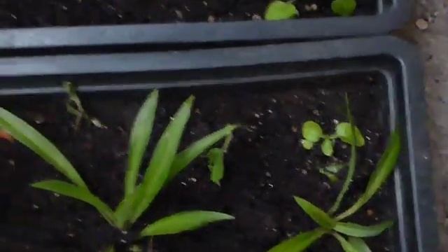 петуния на балконе смотреть онлайн