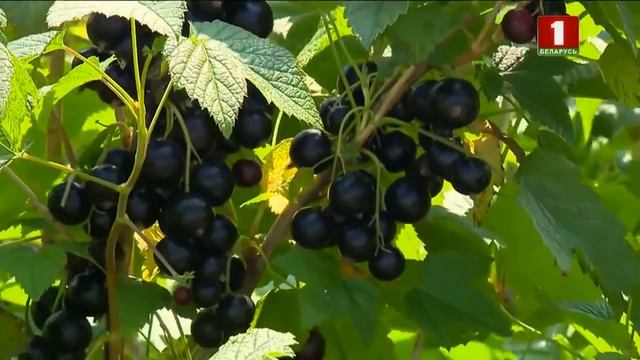 Программа Дача в гостях у Аллы Чаматы в 2018 году - три выпуска в одном видео смотреть онлайн