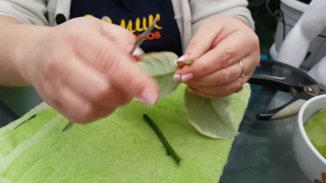 Прививка на не укорененный черенок смотреть онлайн