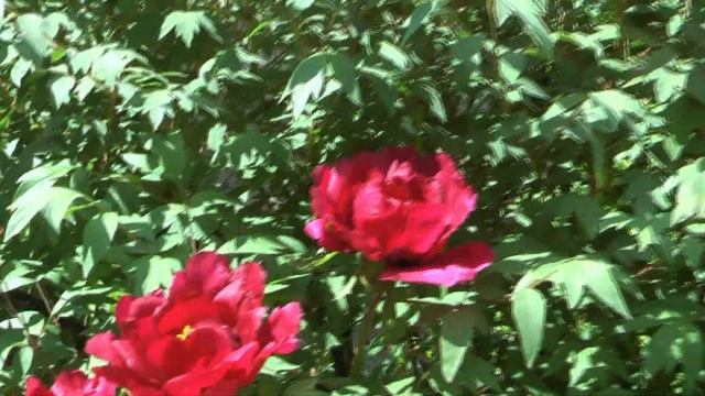 Шикарное цветение огромного куста древовидного пиона ✿ древовидный пион размножение