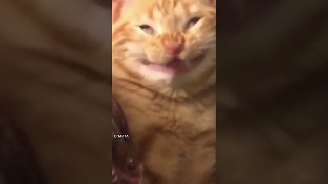 Нормально жмыхнуло смотреть онлайн