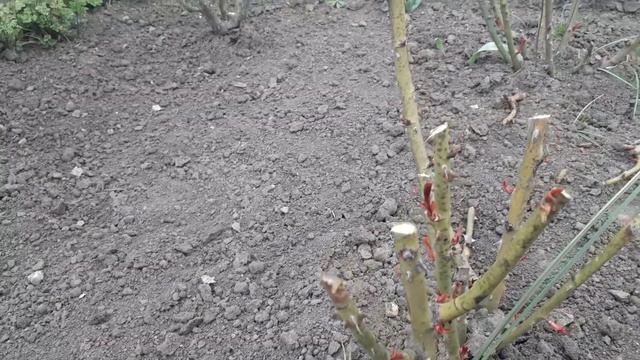 Строим с Умом