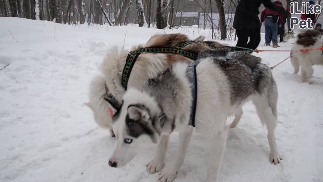 Как ухаживать за хаски? смотреть онлайн
