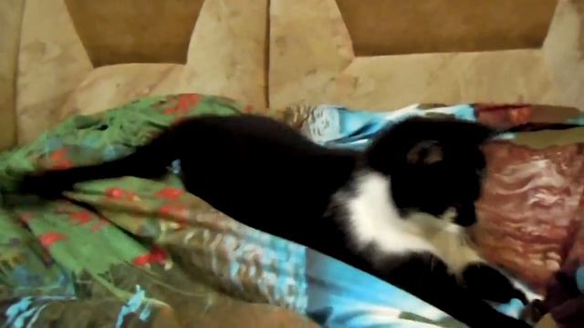 Кот бесится смотреть онлайн
