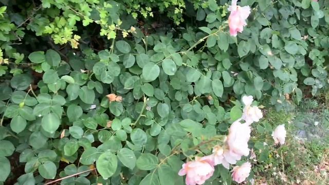 Labelling issues on some Harkness Roses ? смотреть онлайн