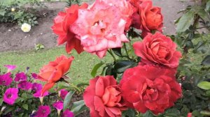 Роза Хот чоколат