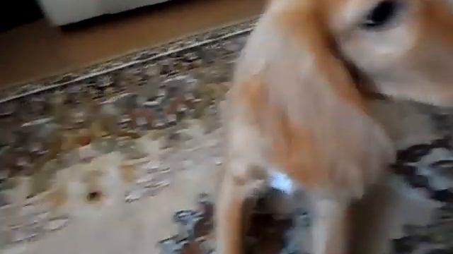 Английский кокер-спаниель 5 месяцев смотреть онлайн