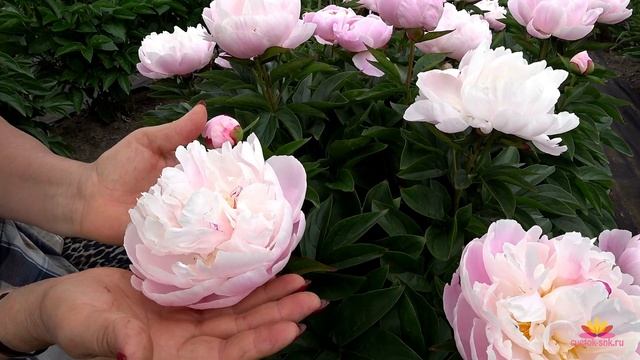 Нежно-розовые пионы / Сад Ворошиловой смотреть онлайн