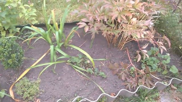 ХВОЙНЫЕ на ДАЧЕ смотреть онлайн