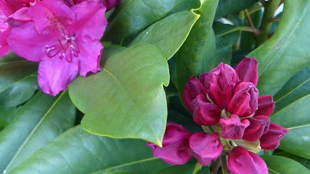 Rhododendron ´Pearce´s American Beauty´ смотреть онлайн