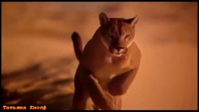 Сквозь километры снов. Рина Любомиров смотреть онлайн