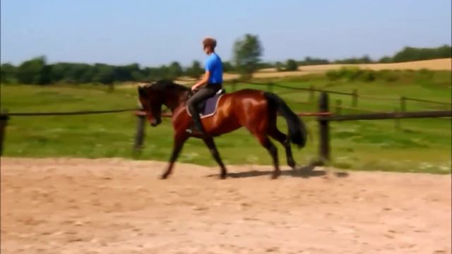 Na Sprzedaż Caillou TF Cornet Obolensky x Florestan I x Polydor смотреть онлайн