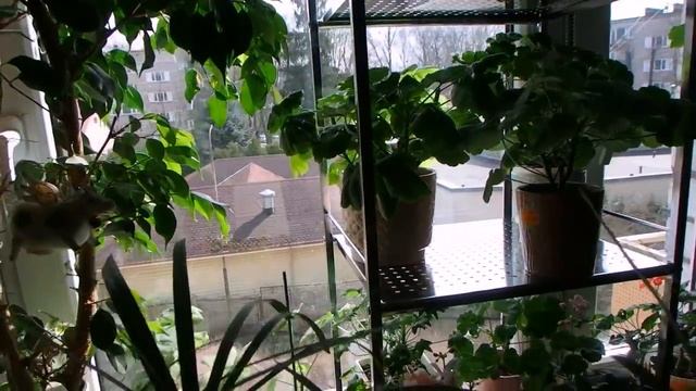 немного о цветах и полочках для них смотреть онлайн