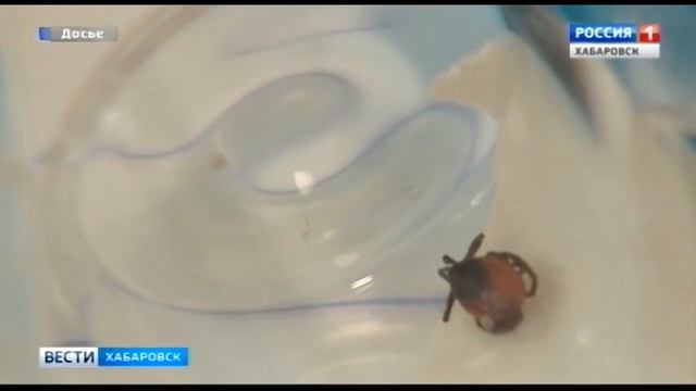 Новые случаи укусов клещей смотреть онлайн