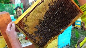 Подсадка племенных маток на выходящий расплод