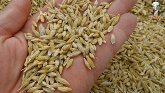 Арпанинг шифолик хусусиятлари! | Arpaning Shifolik Hususiyatlari!