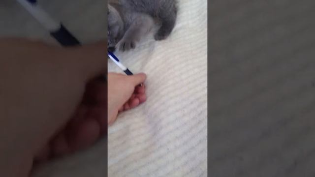 Training a Cat Like a Dog / Как научить кошку выполнять команду "апорт" смотреть онлайн