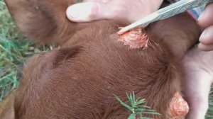 Обезроживание телят. Алабаи в кадре.