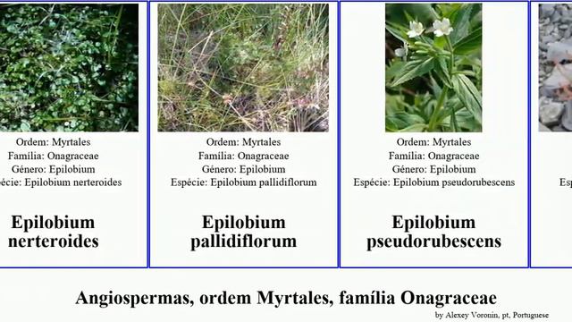 Angiospermas, ordem Myrtales, família Onagraceae epilobium fuchsia oenothera canadensis rosea смотреть онлайн