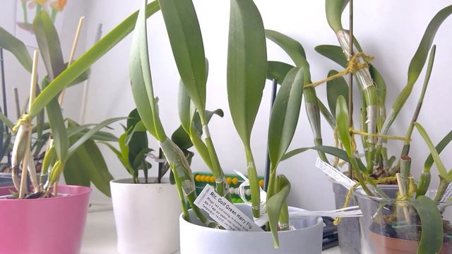 Cattleya Update смотреть онлайн