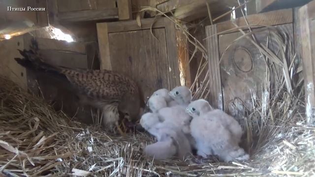 Сокол пустельга от яйца до месяца смотреть онлайн