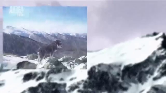 Цвергшнауцер