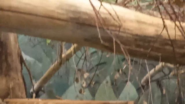 Monkey saimiri dreams of the fluffiest tail :) We are watching. Relaxation. смотреть онлайн