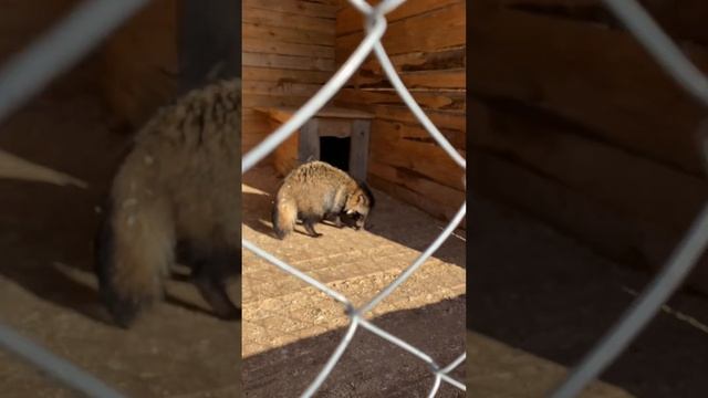 Килька хищникам смотреть онлайн