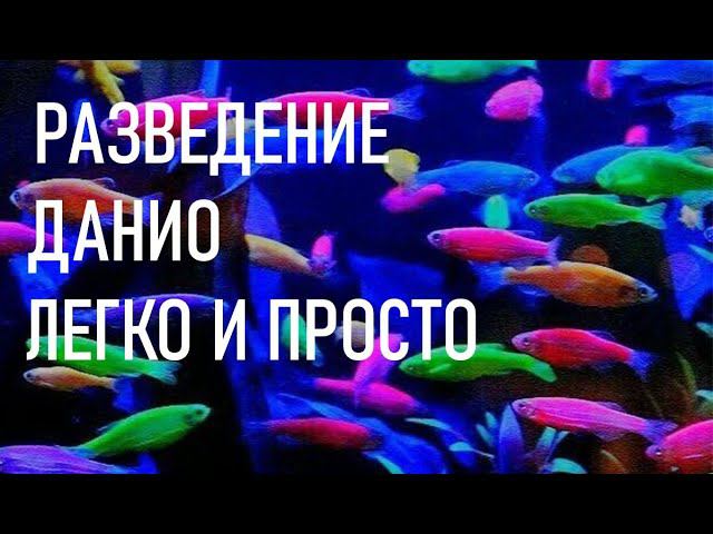 РАЗВЕДЕНИЕ ДАНИО ГЛОФИШ ЛЕГКО И ПРОСТО | Breeding Danio Glofish Is Easy And Simple