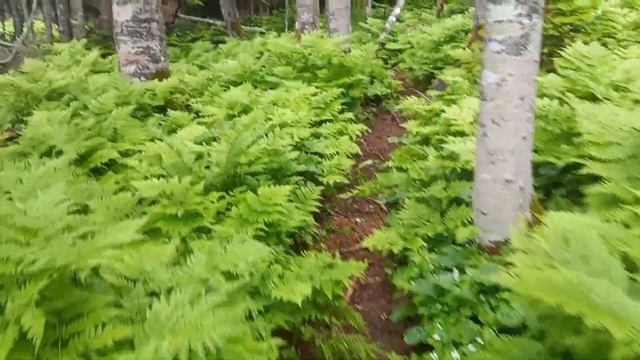 мыс Великан и мыс Птичий. Сахалин18.06.23. Одинокий дембель и другие.... смотреть онлайн