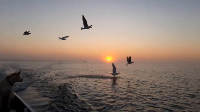 Здесь птицы летают🌊🌊🌊 смотреть онлайн