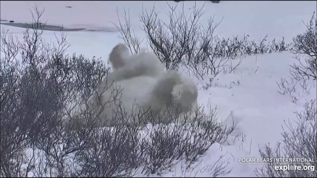 Полярный медведь Канада смотреть онлайн