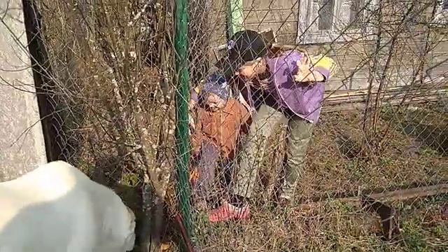 Алабай. 1 год и 6 мес. Отношение к соседским детям. смотреть онлайн