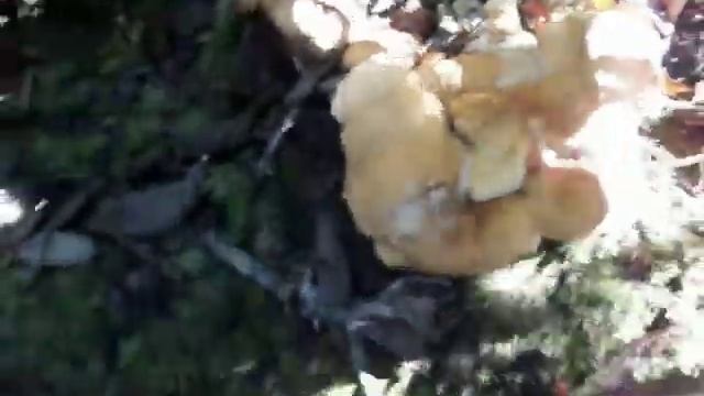 Hedgehogs (Hydnum repandum) смотреть онлайн