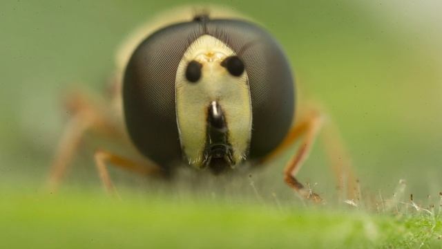 Laowa 25mm F2.8 2.5-5X Lens Review - ULTRA MACRO PHOTOGRAPHY! смотреть онлайн