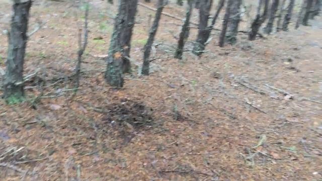 23.10.2019 Влог. Собираем грибы в лесу! Рецепт маринованных грибочков! смотреть онлайн