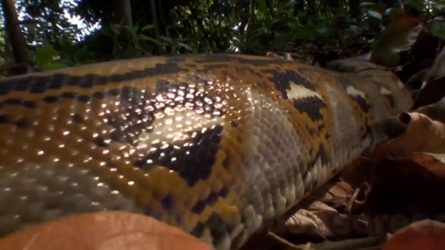 Ujung Kulon National Park Java Indonesia смотреть онлайн