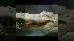 《ЗЕЛЁНЫЙ КРОКОДИЛ》В.И.А.《ГОЛУБЫЕ ГИТАРЫ》.бвв