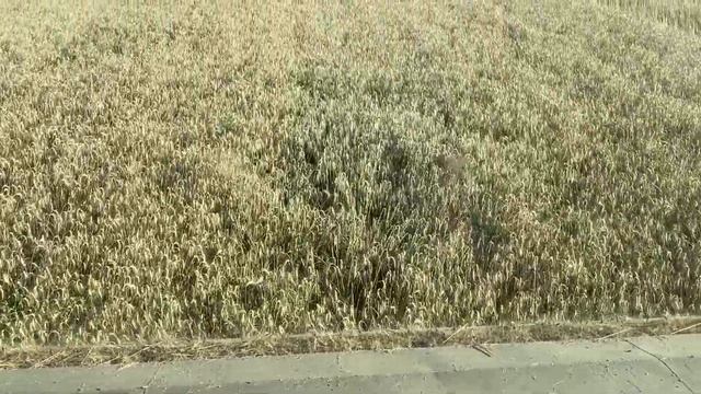 Итоги опытов с фунгицидами на озимой пшенице смотреть онлайн