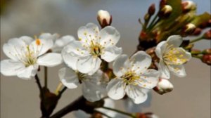 Вишни, черешни, дюки: лучшие сорта!